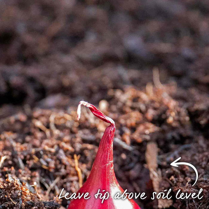 Tip of a red oniion set above soil level showing how to plant correctly.