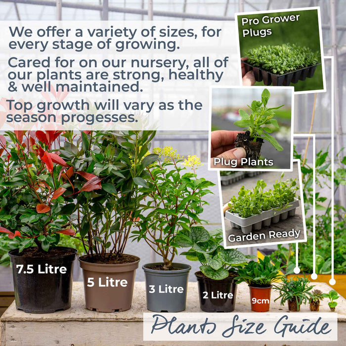 Plants of various sizes with a nursery setting in the background