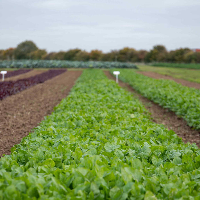 Spinach 'Renegade'