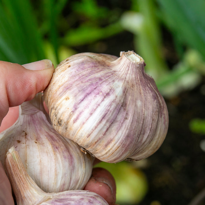 Garlic Bulbs 'Kingsland Wight'