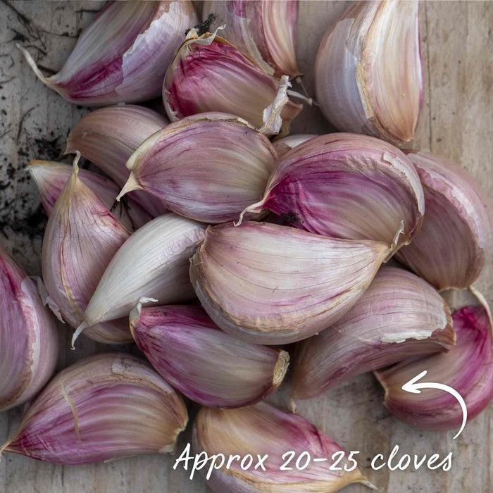 Autumn Planting Garlic Cloves 'Kingsland Wight'