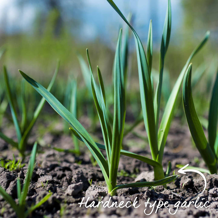 Garlic bulbs green shoots growing through soil with note to say these are a hardback variety.