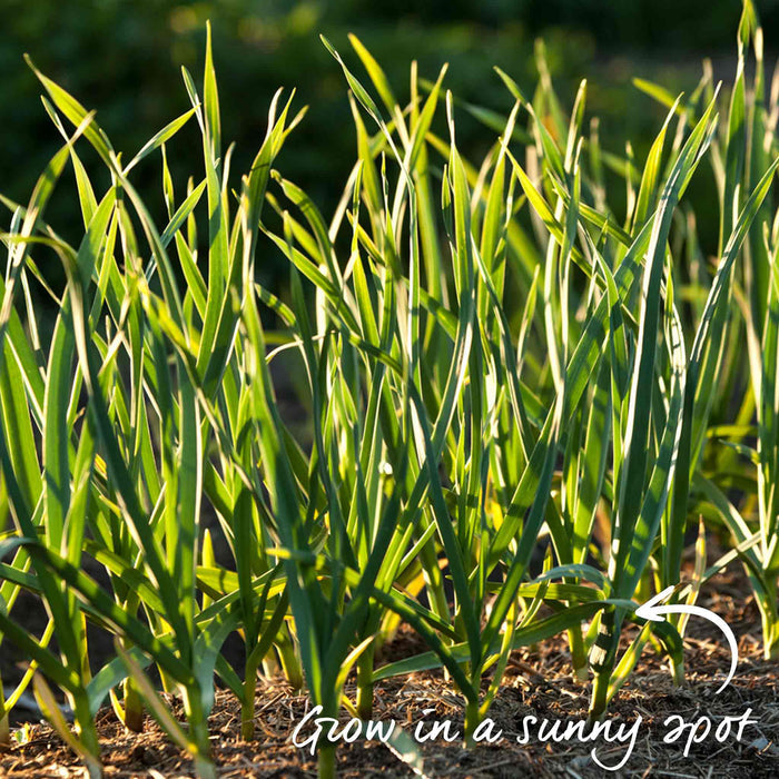Green shoots of garlic bulbs growing in sunny spot.
