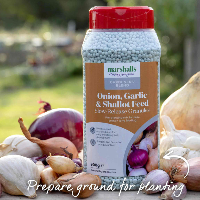 Garlic Bulbs 'Kingsland Wight'