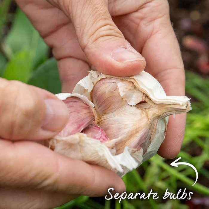 Hands holding garlic bulb showing it being separated ready for planting.