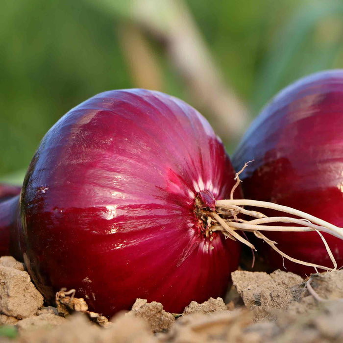 Red Winter onions freshly harvested, showing full, healthy red-skinned bulbs.