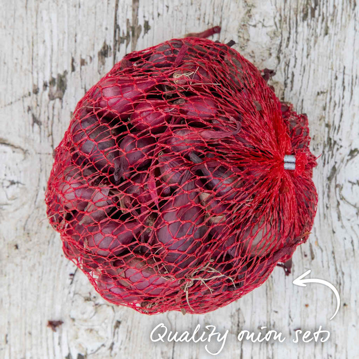 Quality Red Winter onion sets in mesh netting. Ideal for autumn planting.