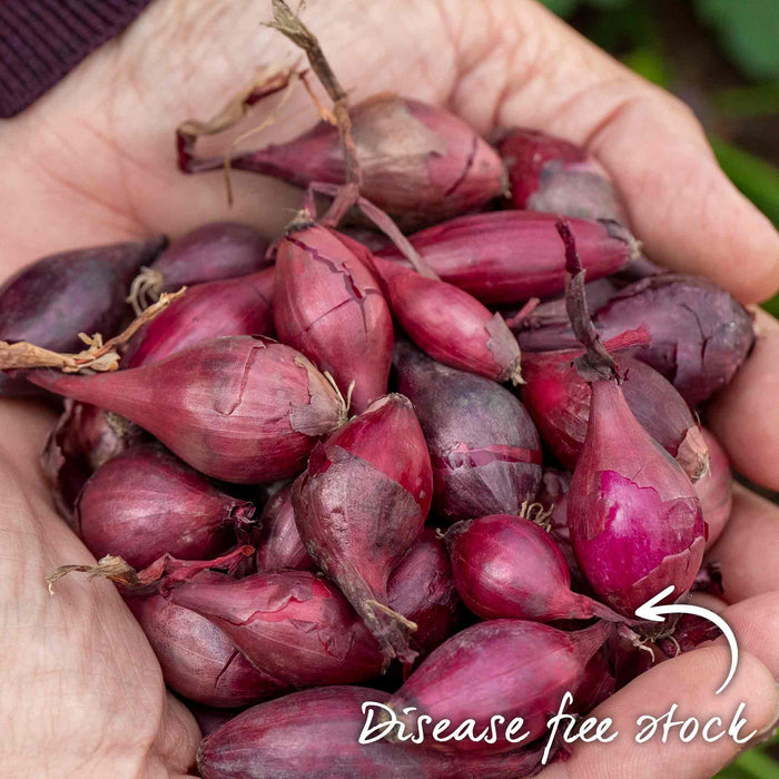 A handful of healthy good-sized quality red onion sets ready to be planted out.