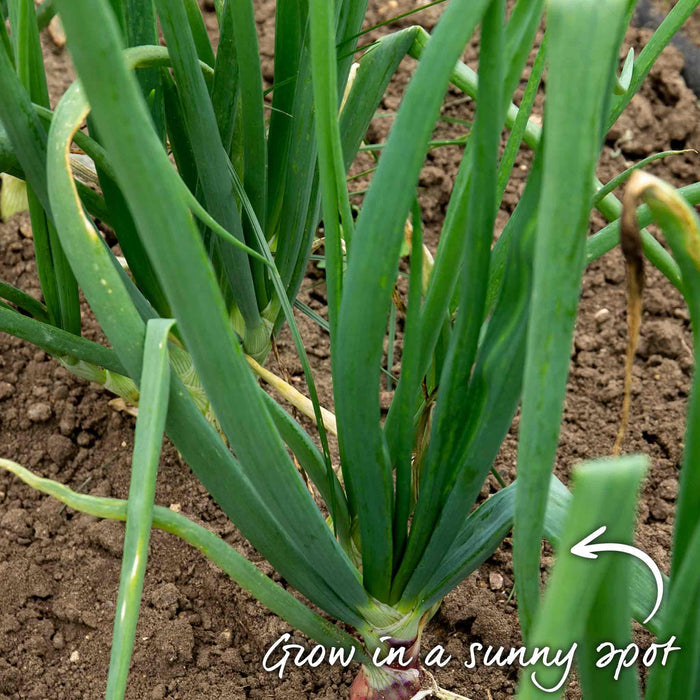 Red onion sets growing in ground with green shoots emerging from planted sets.