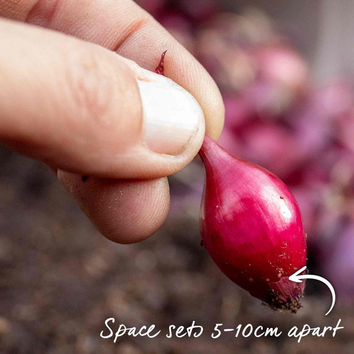 Hand holding a red onion set ready to be planted 5–10cm apart in well-prepared soil