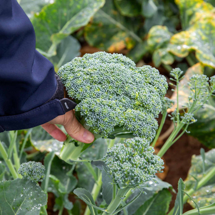 Broccoli 'Calabrese Slender Stem'