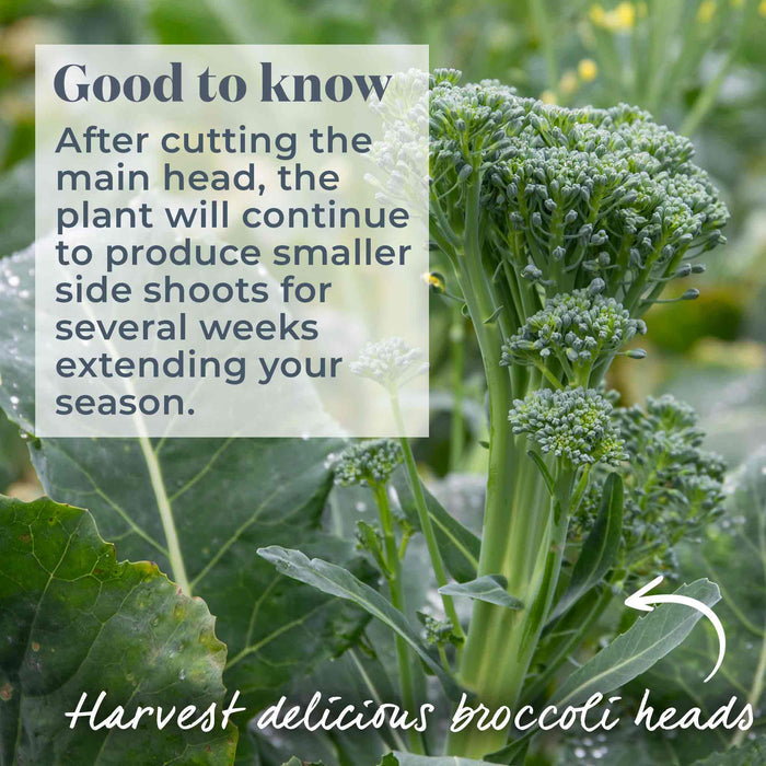 Broccoli 'Calabrese Slender Stem'