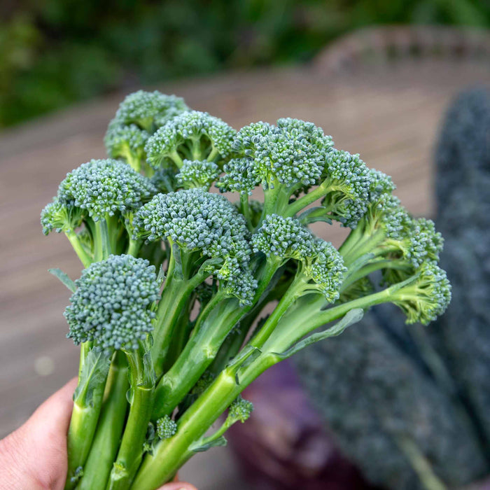 Broccoli 'Calabrese Slender Stem'