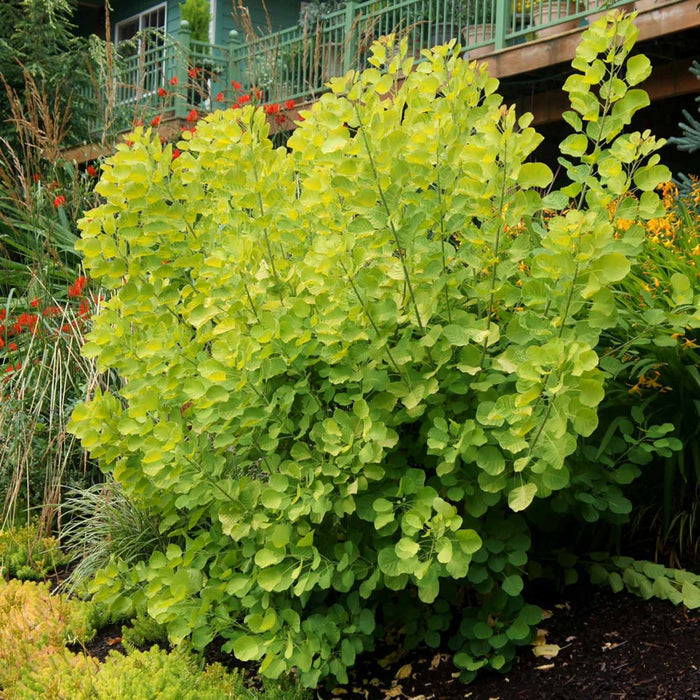 Cotinus coggygria 'Golden Spirit'