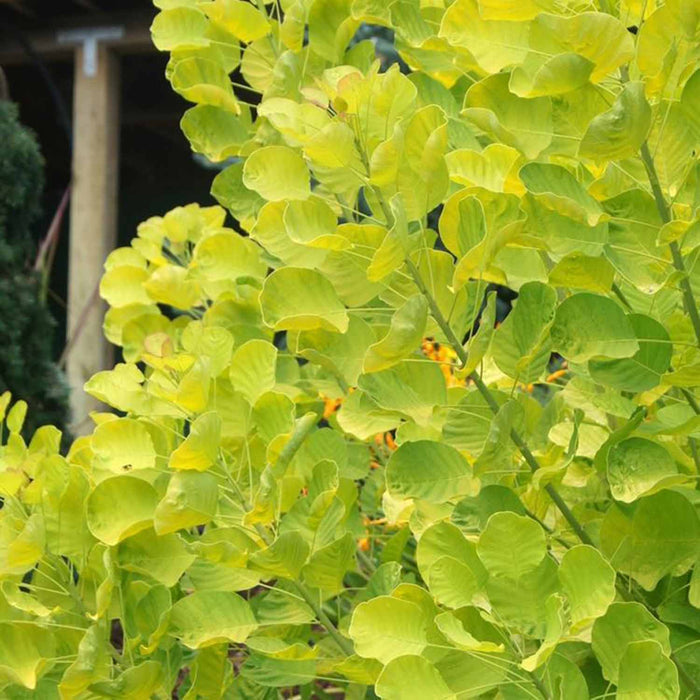 Cotinus coggygria 'Golden Spirit'