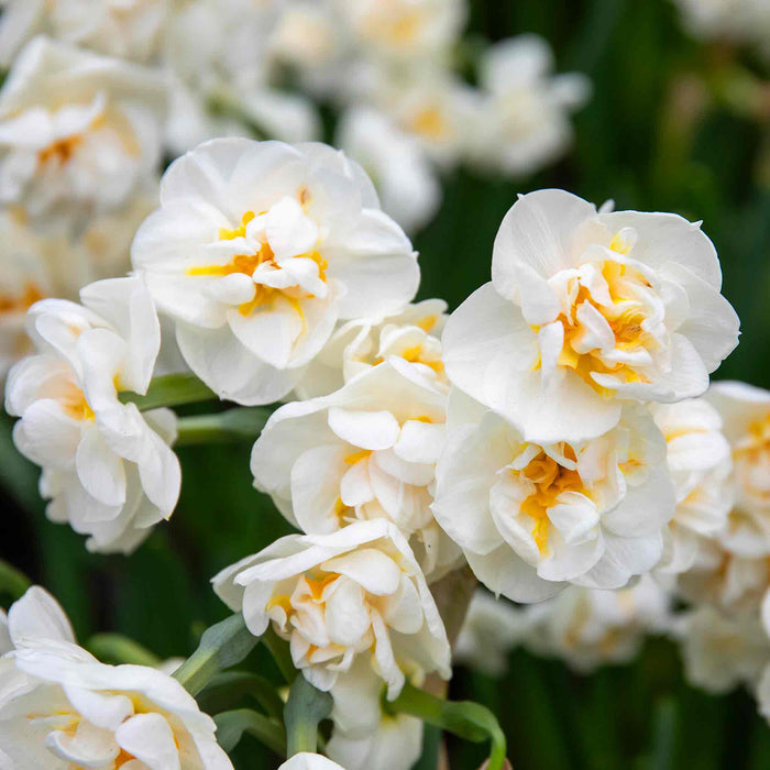 Daffodil 'Bridal Crown'