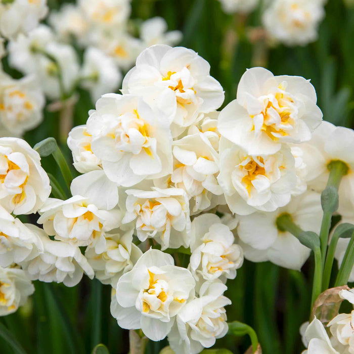 Daffodil 'Bridal Crown'