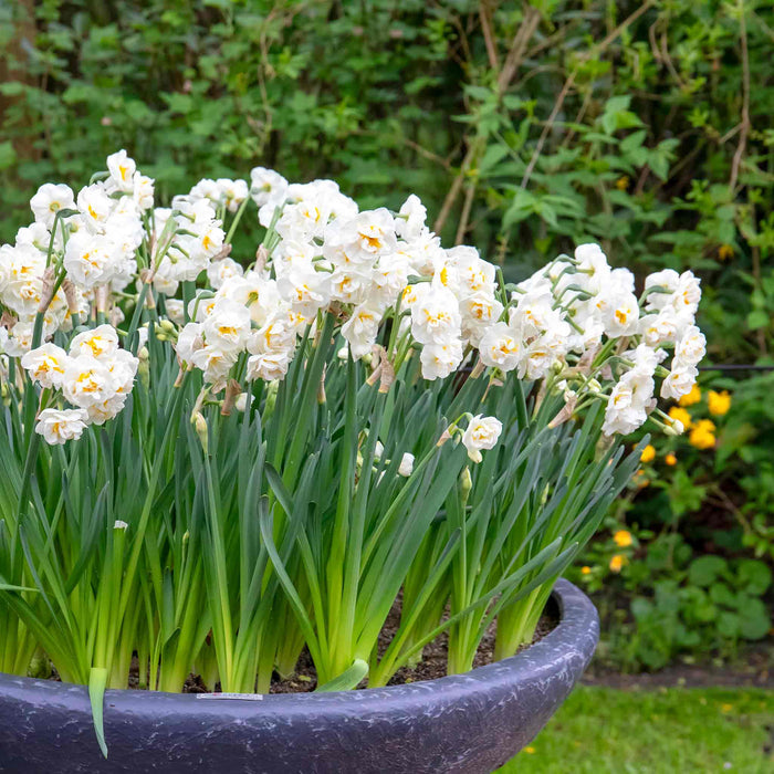 Daffodil 'Bridal Crown'