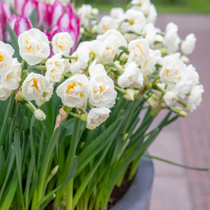 Daffodil 'Bridal Crown'
