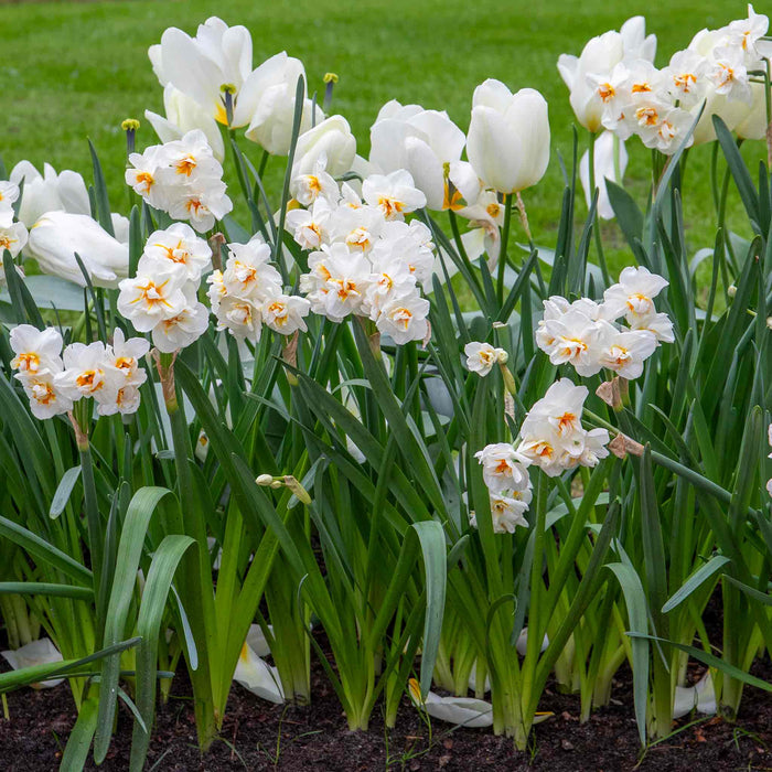 Daffodil 'Bridal Crown'