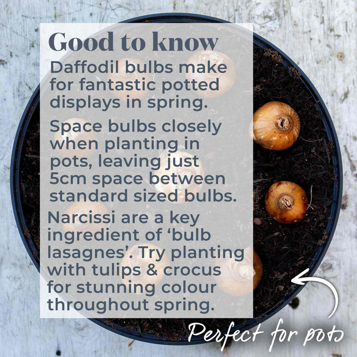 Potted plant with daffodil bulbs and text overlay on a wooden surface