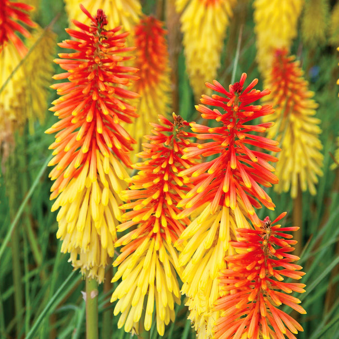 Kniphofia uvaria 'Flamenco'