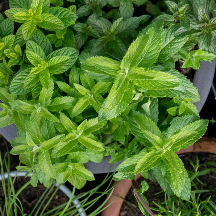 Mint 'Spearmint'