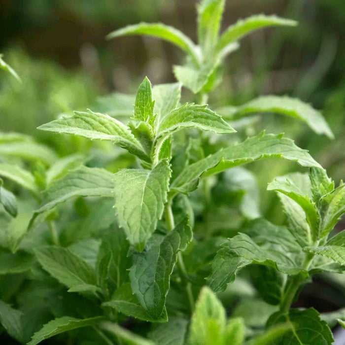 Mint 'Spearmint'