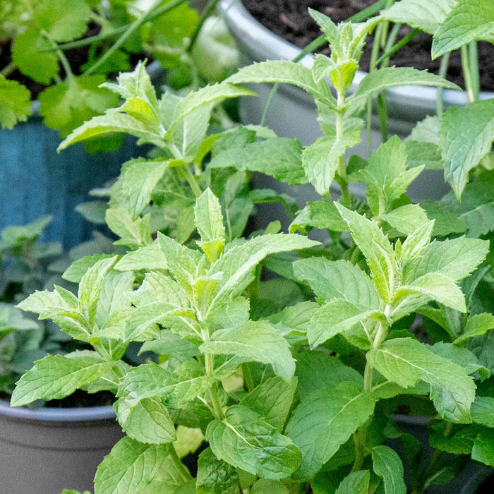 Mint 'Spearmint'