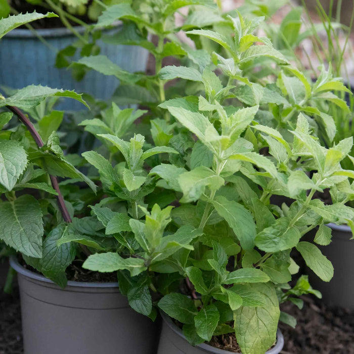 Mint 'Spearmint'