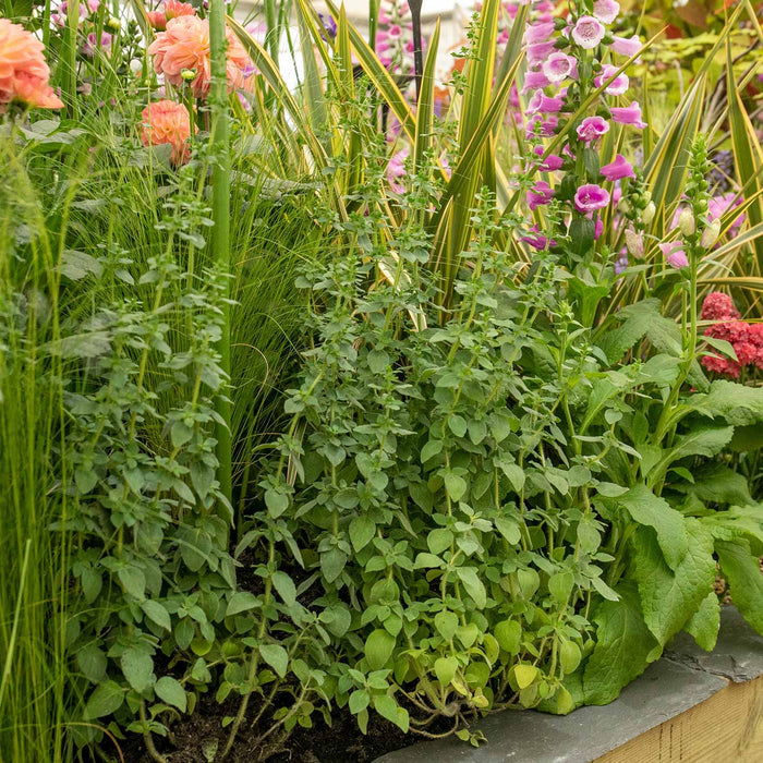 Oregano 'Origanum Vulgare'
