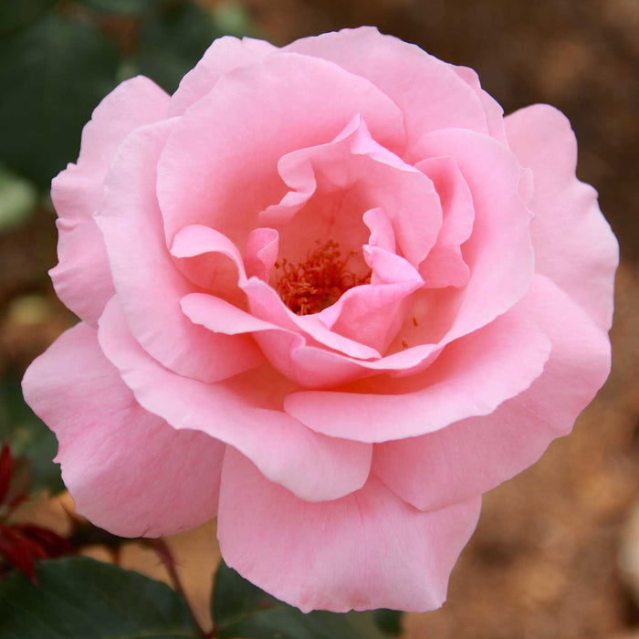 Rose ‘Queen Elizabeth’ (Floribunda Rose)
