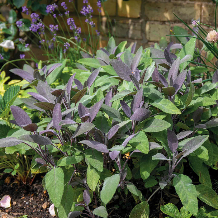 Sage 'Purple Salvia Officinalis Purpurascens'