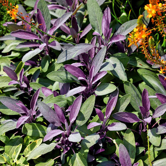 Sage 'Purple Salvia Officinalis Purpurascens'