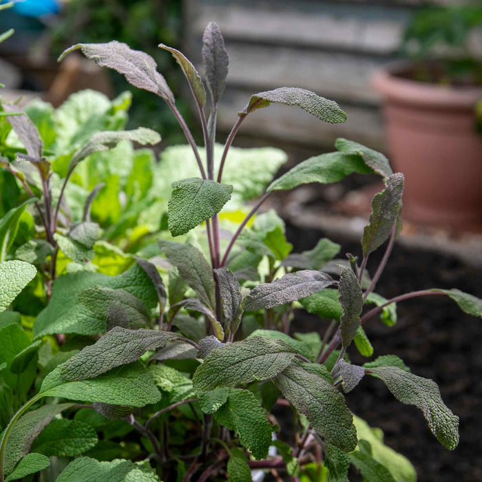 Sage 'Purple Salvia Officinalis Purpurascens'