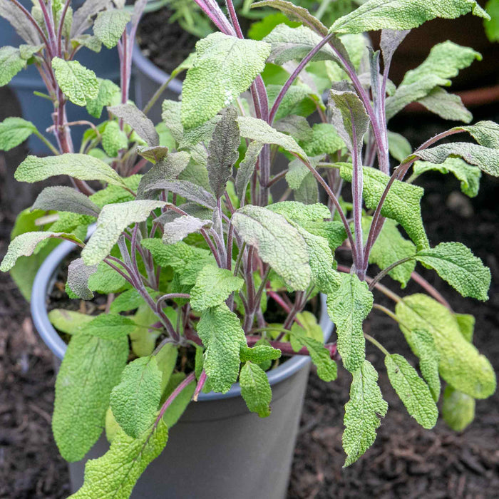 Sage 'Purple Salvia Officinalis Purpurascens'