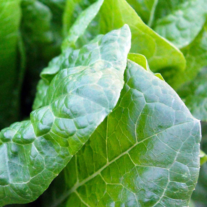 Spinach 'Renegade'