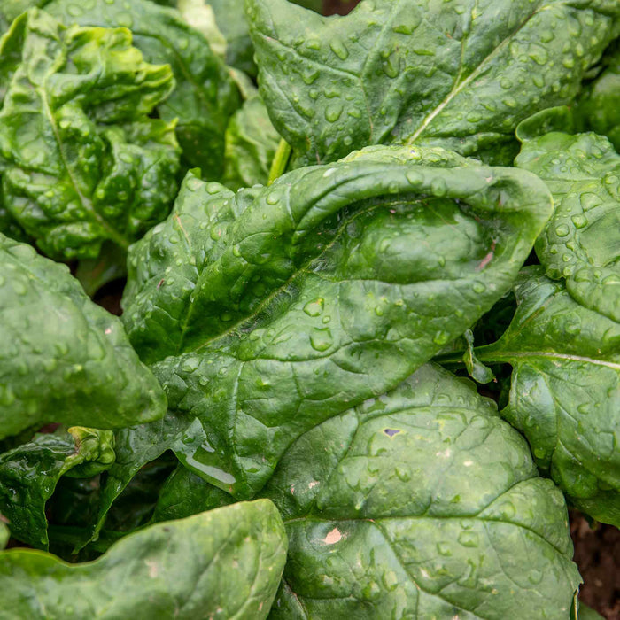 Spinach 'Renegade'