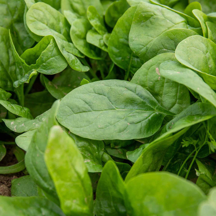 Spinach 'Renegade'