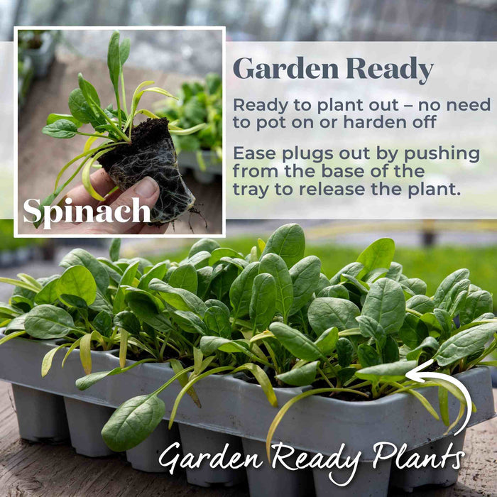 Spinach 'Renegade'