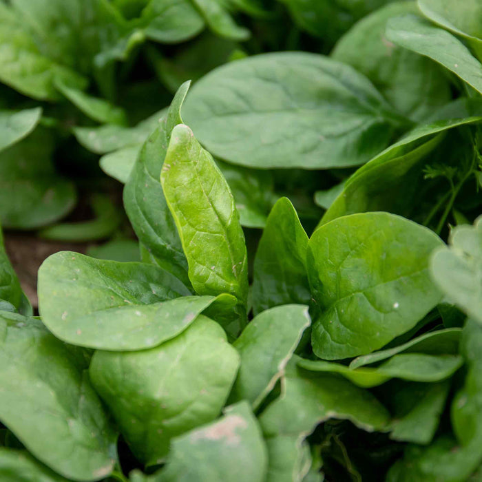 Spinach 'Renegade'