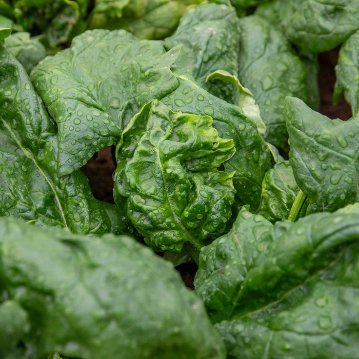 Spinach 'Renegade'