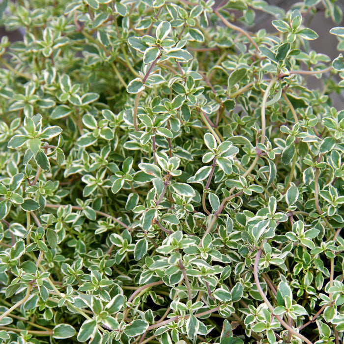 Thyme 'Silver Posie'