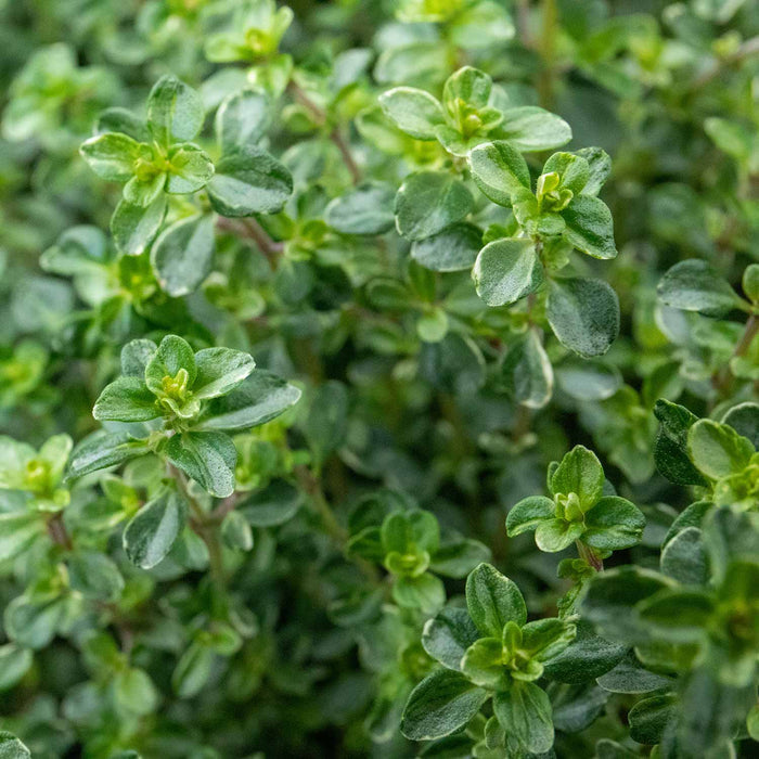 Thyme 'Silver Posie'