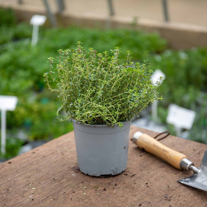 Thyme 'Silver Posie'